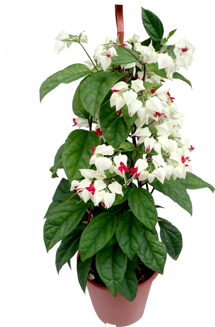 Vine (910x1155), Png Download