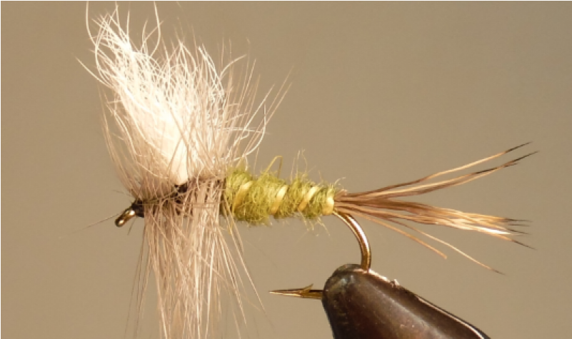 Download Colorado Green Drake - Insect - Full Size PNG Image - PNGkit