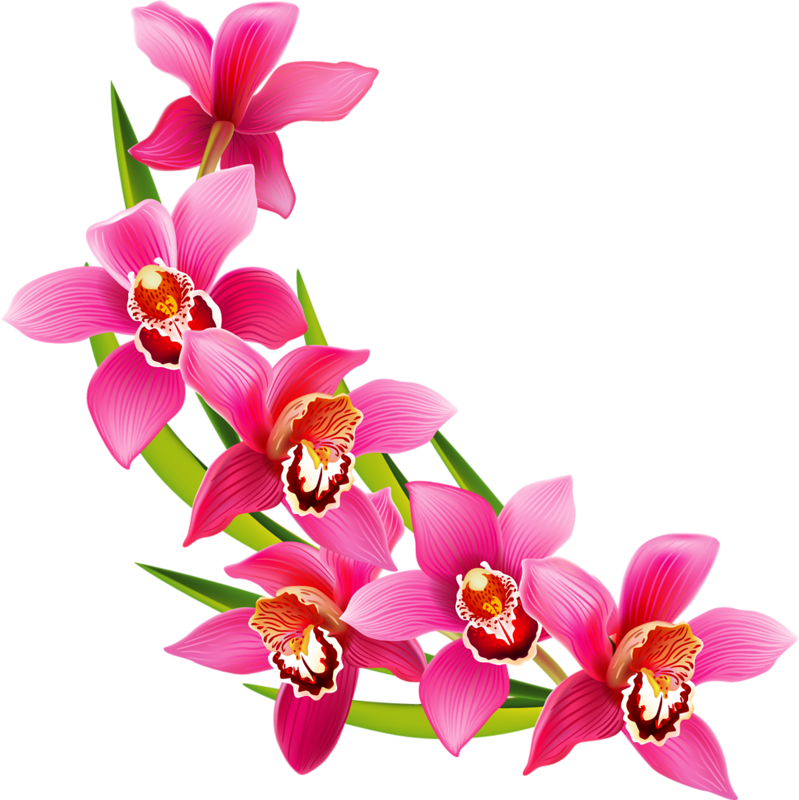 Фотки Flower Art, Flower Prints, Wedding Frames, Clip - Flower Clipart (799x800), Png Download