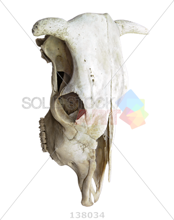 Skull (340x430), Png Download