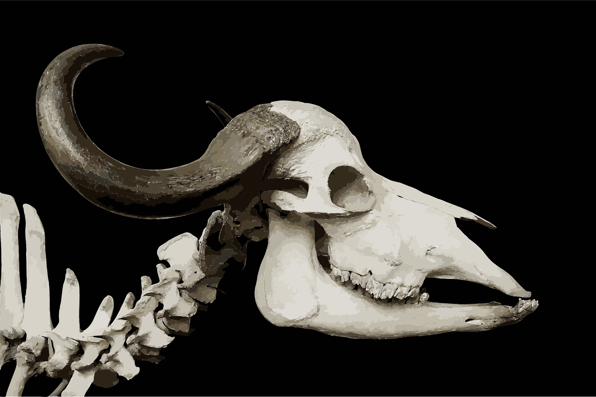 African Buffalo Skull Horn Bull Beef Cattle - Cattle Skull Throw Blanket (510x340), Png Download