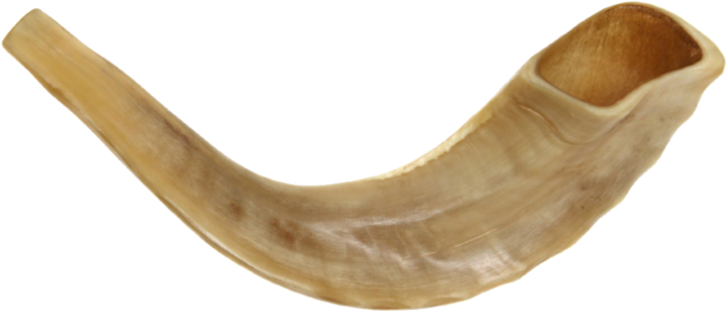Banner Freeuse Download Png Transparent Images Pluspng - Kosher Ram's Horn Fully Polished Shofar Size 10"-12", (921x513), Png Download