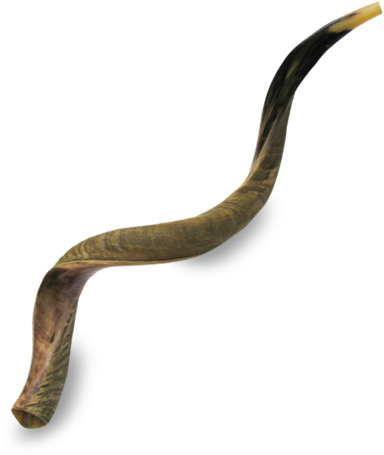 Picture Of Great Kudu Shofar - Extra Large Yemenite Shofar - Half Polished Half Natural (480x480), Png Download