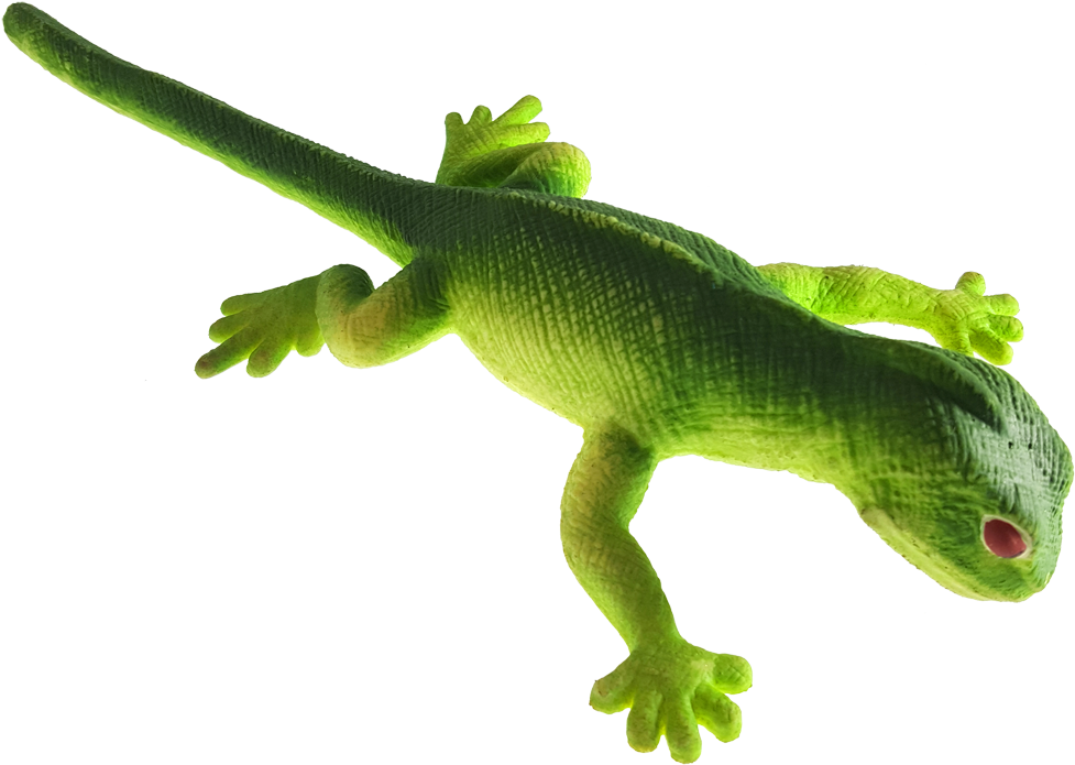 Lenny - Carolina Anole (1000x741), Png Download