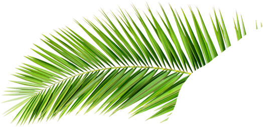 Png V A P - Hojas De Palmeras Png (530x273), Png Download