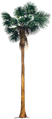 Palmera Washingtonia Robusta Png (750x502), Png Download