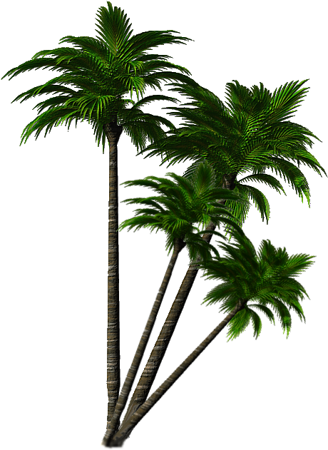 Imágenes De Palmeras - Roystonea (522x664), Png Download