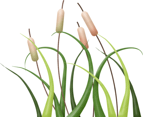 Cattails - Ceratostylis (500x409), Png Download