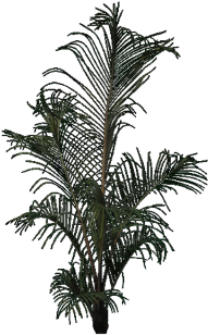 Attalea Speciosa (480x480), Png Download
