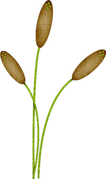 Free Cattails Png - Drawing (368x622), Png Download