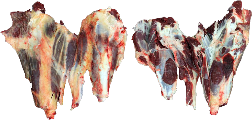 Beef Shin/shank - Shell (1000x1000), Png Download