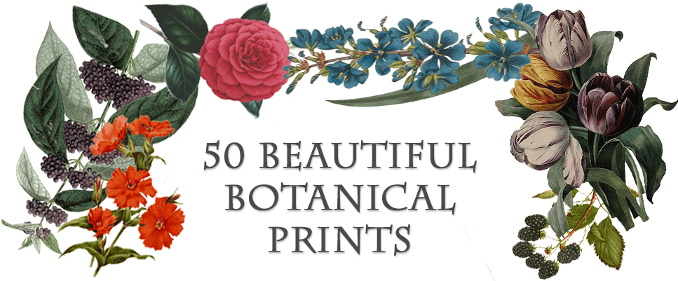 Beautiful Botanical Prints - Francois Herincq-callicarpa Japonica-1861 Lithograph, (1000x400), Png Download