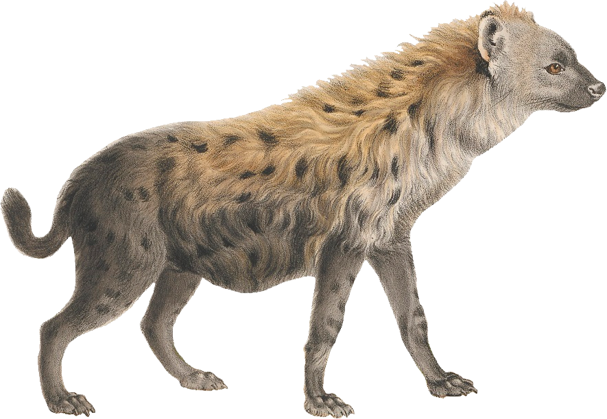 Hyena Png - Sheep Png (885x612), Png Download