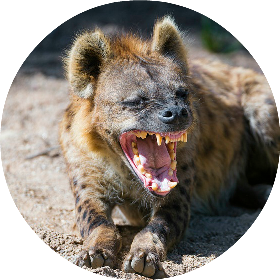 Hyena-laugh 3 - Cheetah Predators (800x600), Png Download
