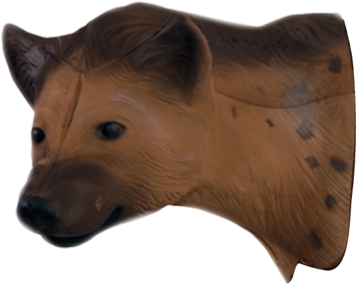 African Hyena Head - Hyena (600x600), Png Download