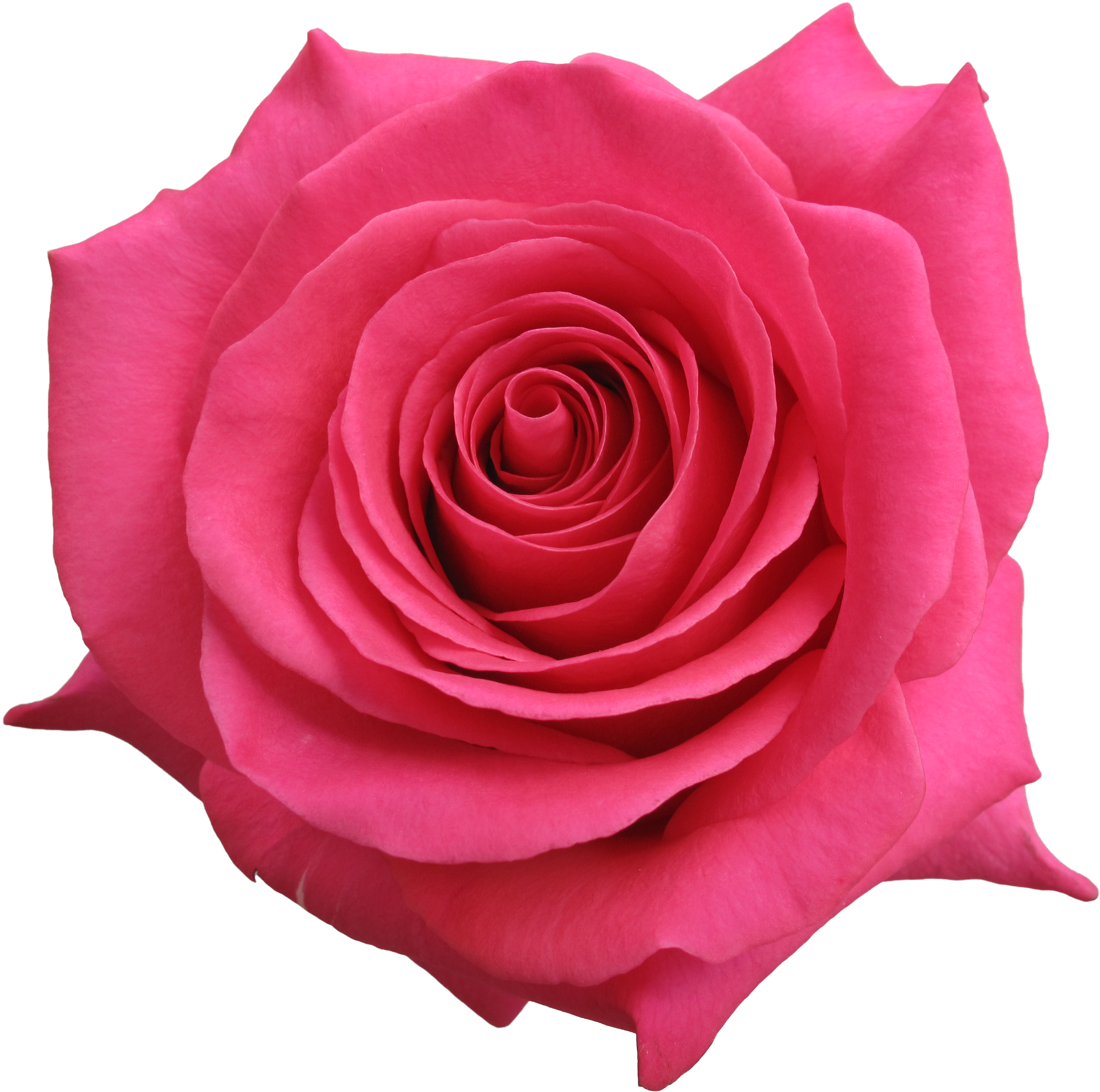 Rose Pink Floyd - Rose (3784x2838), Png Download