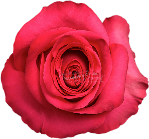 Pink Floyd (600x600), Png Download