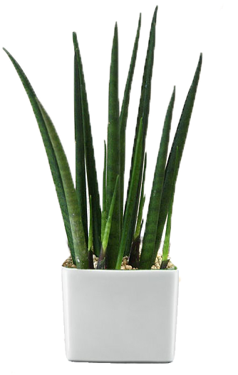 Rent A Plant Main - Houseplant (372x525), Png Download