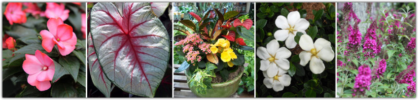 Come By The Nursery For Our Free Plant Lists, Care - Homewood Nursery & Garden Center (848x203), Png Download