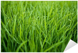 Dew (400x400), Png Download