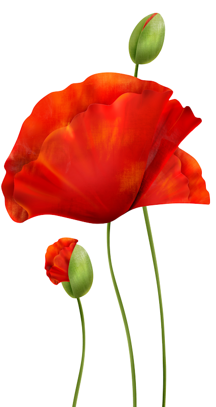 Poppies - Poppie Png (443x800), Png Download