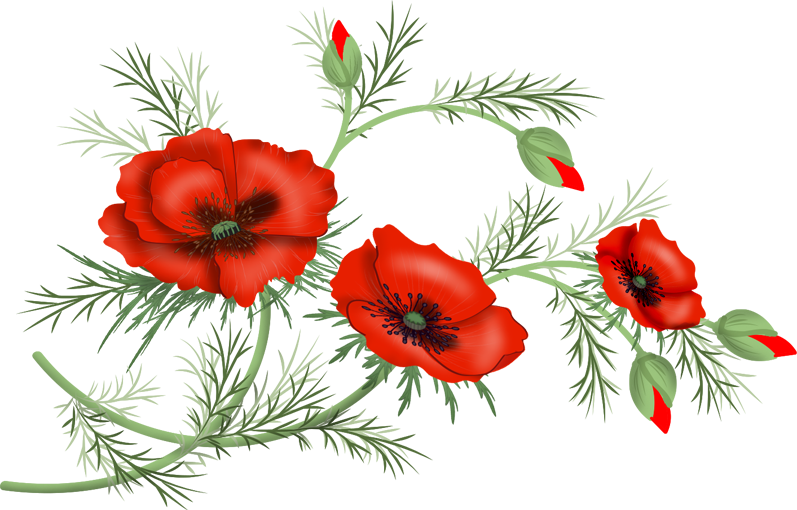 Flowers Poppy Png Malowanki Pinterest Decoupage And - Jpeg (797x510), Png Download