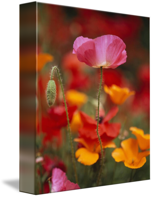 Iceland Poppies Papaver Nudicaule In A Field - Iceland Poppies Fidalgo Island Washington State Rolled (503x650), Png Download