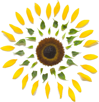 Photography Cute Cool Omg Flower Colors Yellow Transparent - Disassembled Flower (500x500), Png Download