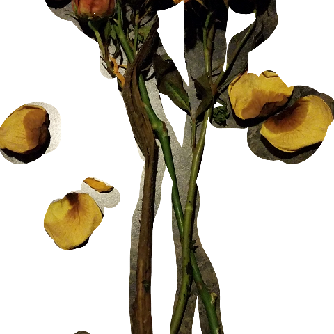 Gambel Oak (480x480), Png Download