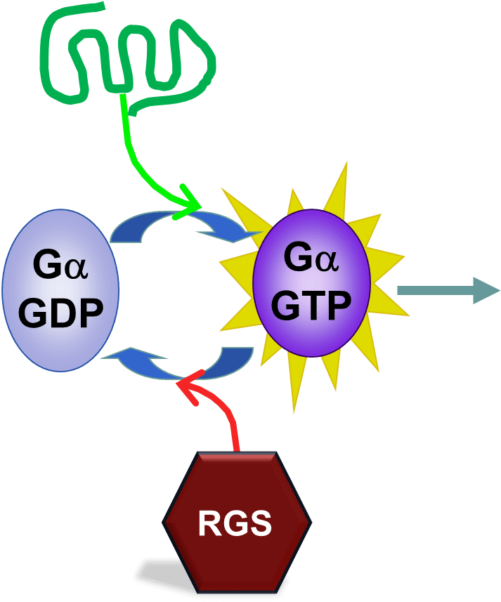 University Of Georgia (764x859), Png Download