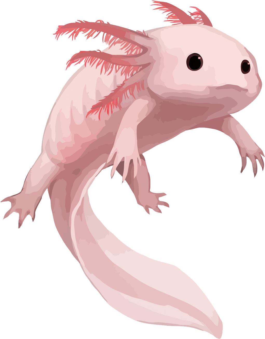 Image Result For Axolotl - Axolotl Drawing Png (1500x1621), Png Download