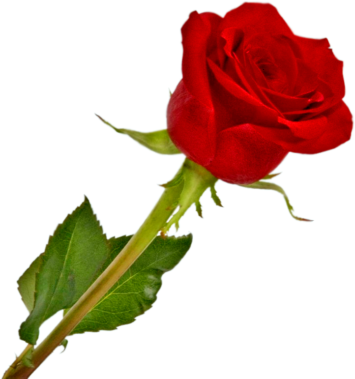 Rosa Vermelha Em Png Vetorizado Queroimagem Ceiã§a - Imagem De Uma Rosa (768x800), Png Download