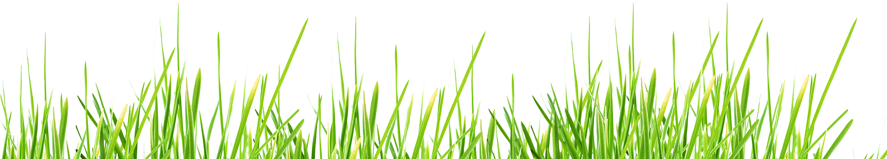 Cao Efeito Tipo Pintura Erva - Sweet Grass (1725x750), Png Download