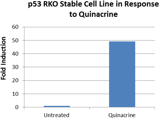 Analysis Of P53 Pathway Reporter Rko Stable Cell Line - Niger (586x455), Png Download