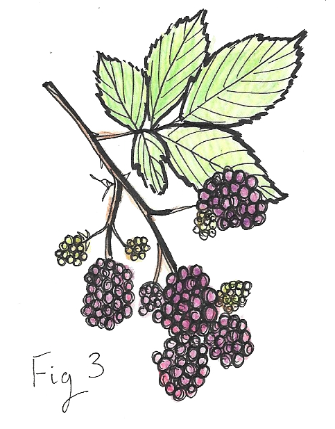 Illustration Of A Blackberry Branch - Blackberry Branch (483x617), Png Download