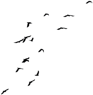 Birds Png Fils - Transparent Background Fly Bird Png (346x350), Png Download