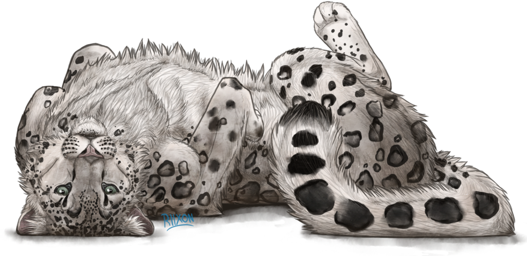 Snow Leopard By Riixon-d5q5na9 - Draw A Snow Leopard (1024x508), Png Download