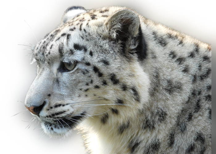 Color Palette Ideas From Snow Leopard Terrestrial Animal - Wolf And Snow Leopard (700x500), Png Download