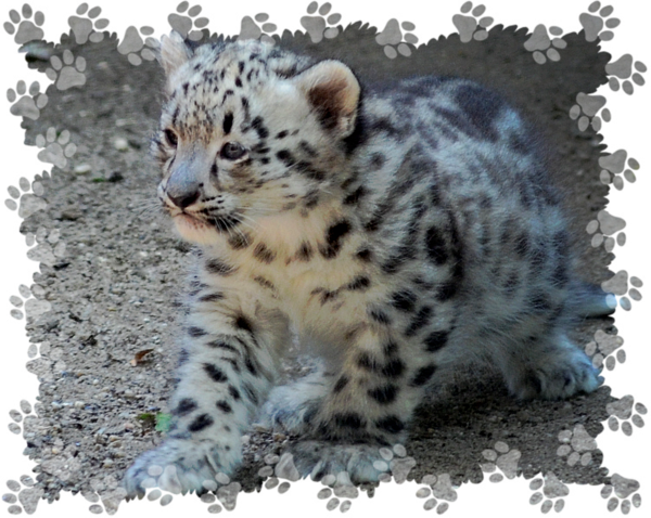 Bleed Area May Not Be Visible - Cafepress Paw Prints Calendar (600x478), Png Download