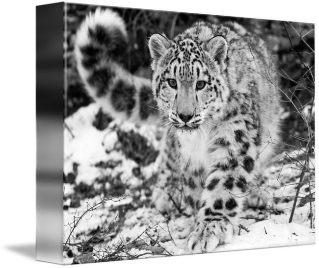 A Snow In The - Snow Leopard In The Winter Snow Mugs (650x547), Png Download