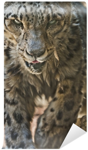 Snow Leopard (400x400), Png Download