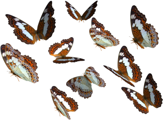 Real Butterfly Cliparts - Butterfly Png (600x420), Png Download