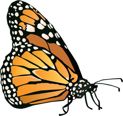 Danaus Plexippus - Real Butterfly Vector Png (400x380), Png Download