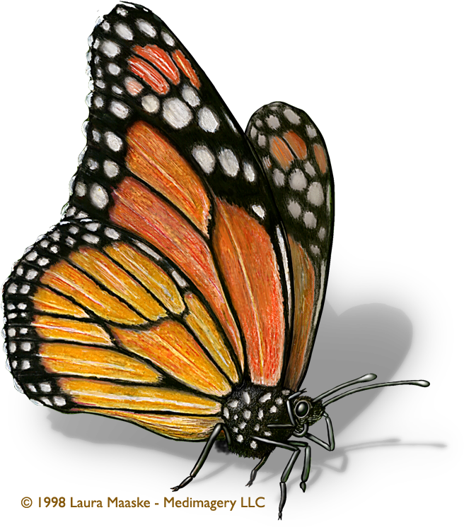 Scientific Illustration - Monarch Butterfly Scientific Illustration (756x753), Png Download