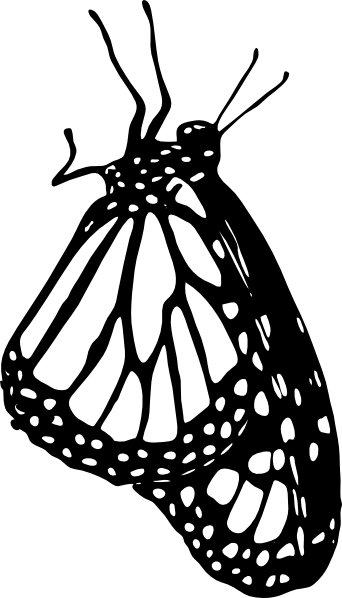 Monarch Butterfly At Rest Outline Svg Clip Arts 342 (342x598), Png Download