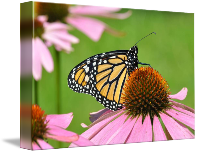 Coneflower Drawing Butterfly - Monarch Butterfly (650x502), Png Download
