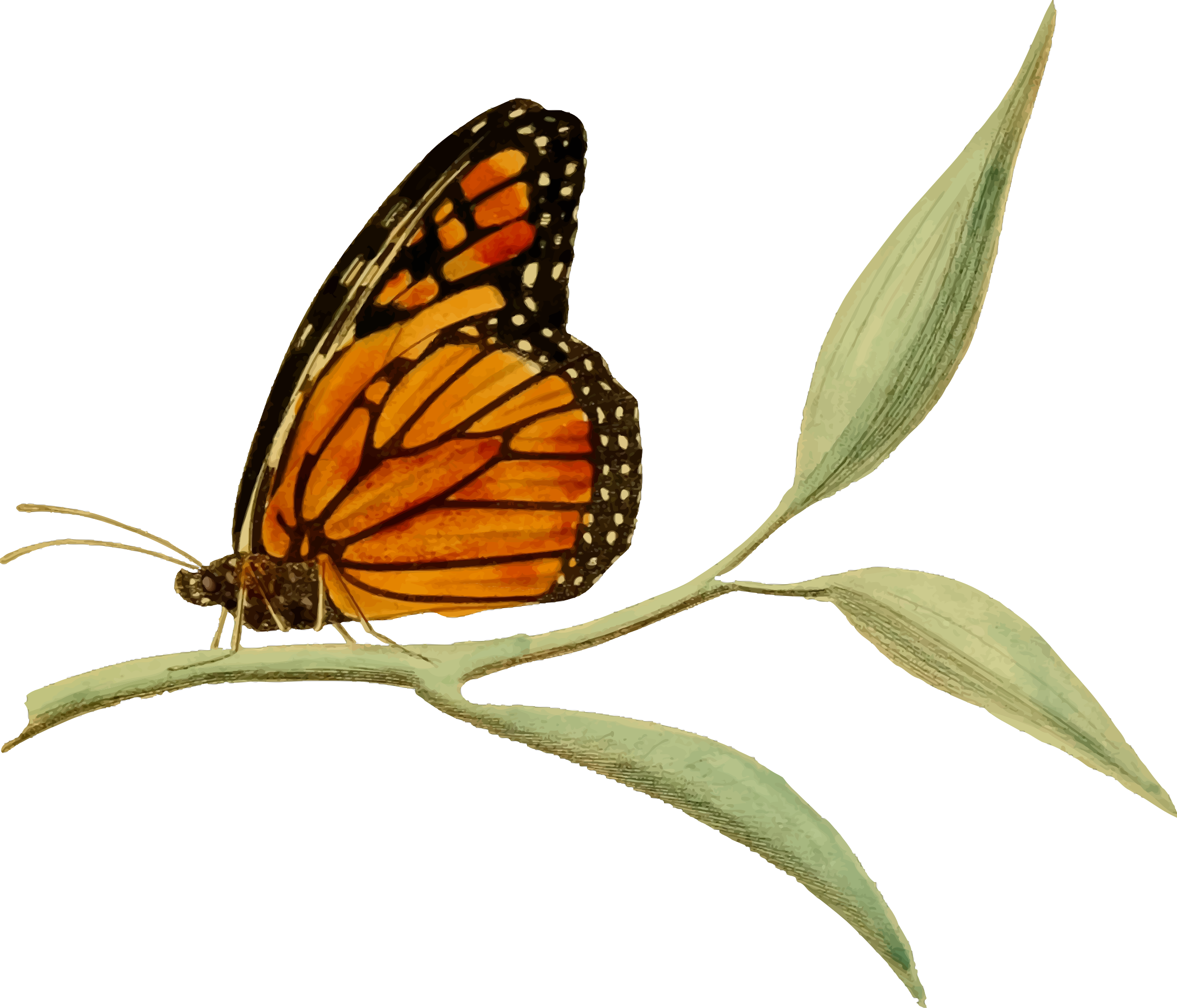 This Free Icons Png Design Of Monarch Butterfly 2 (2400x2057), Png Download