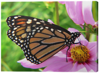 Closeup Of A Monarch Butterfly Canvas Print • Pixers® - Minibeasts: Science Cd Resource Pack (400x400), Png Download