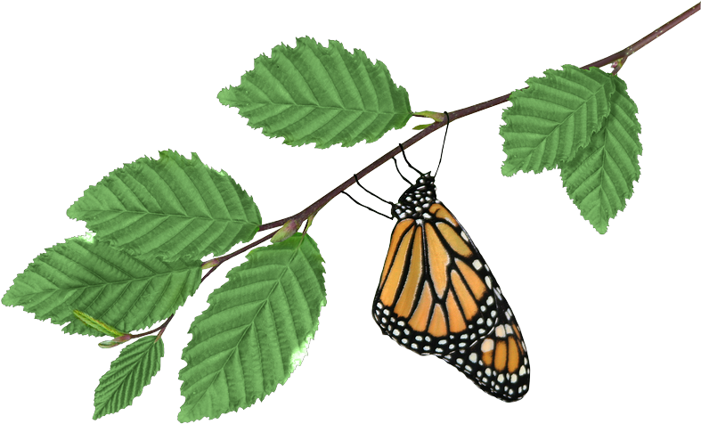 Monarch On Branch - Brookside Gardens (800x493), Png Download