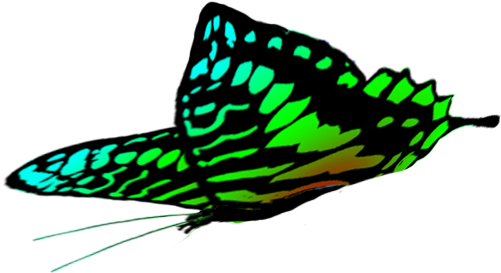 Free Butterflies Drawings - Green Butterfly In Flight (521x375), Png Download
